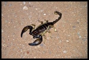Escorpión Botswana