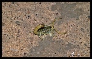 Escorpión Botswana