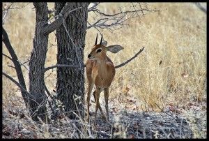 Pequeño impala