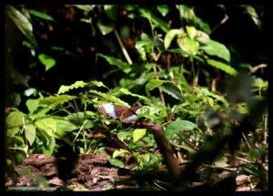 Mariposa Corcovado Costa Rica