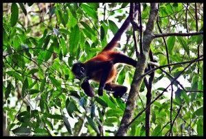 Mono araña Corcovado Costa Rica