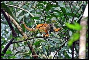 Mono ardilla Corcovado Costa Rica