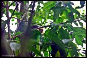 Mono cariblanca Corcovado Costa Rica