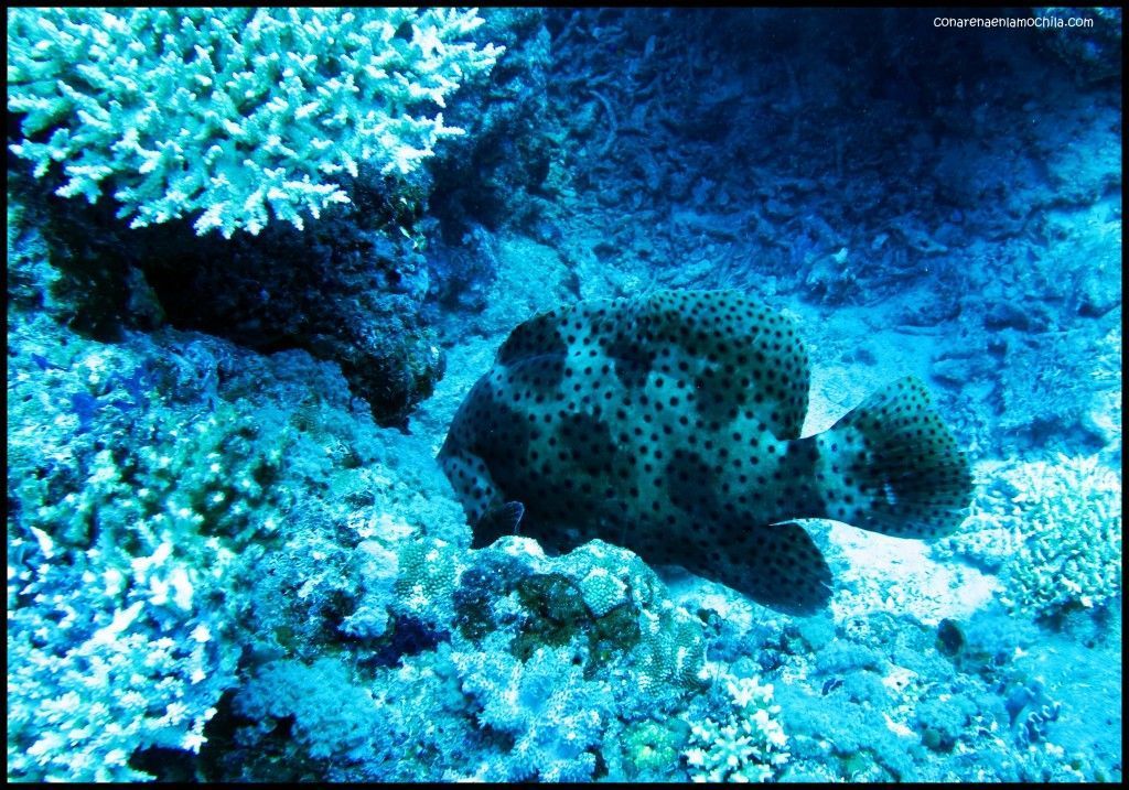 Great Barrier Reef Cairns Australia