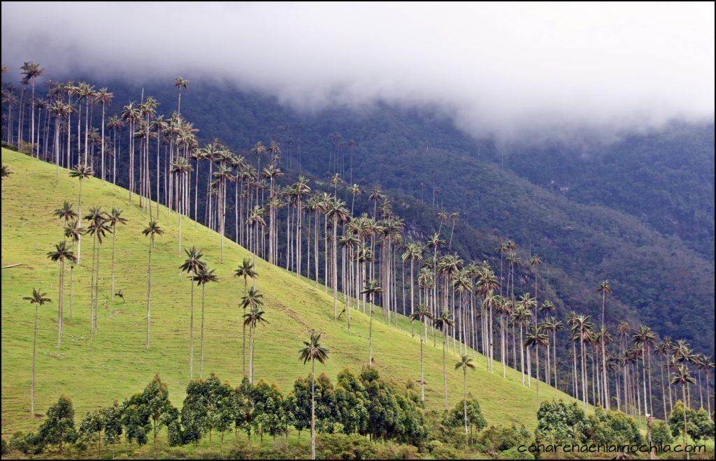 Valle del Cocora Quindío Colombia