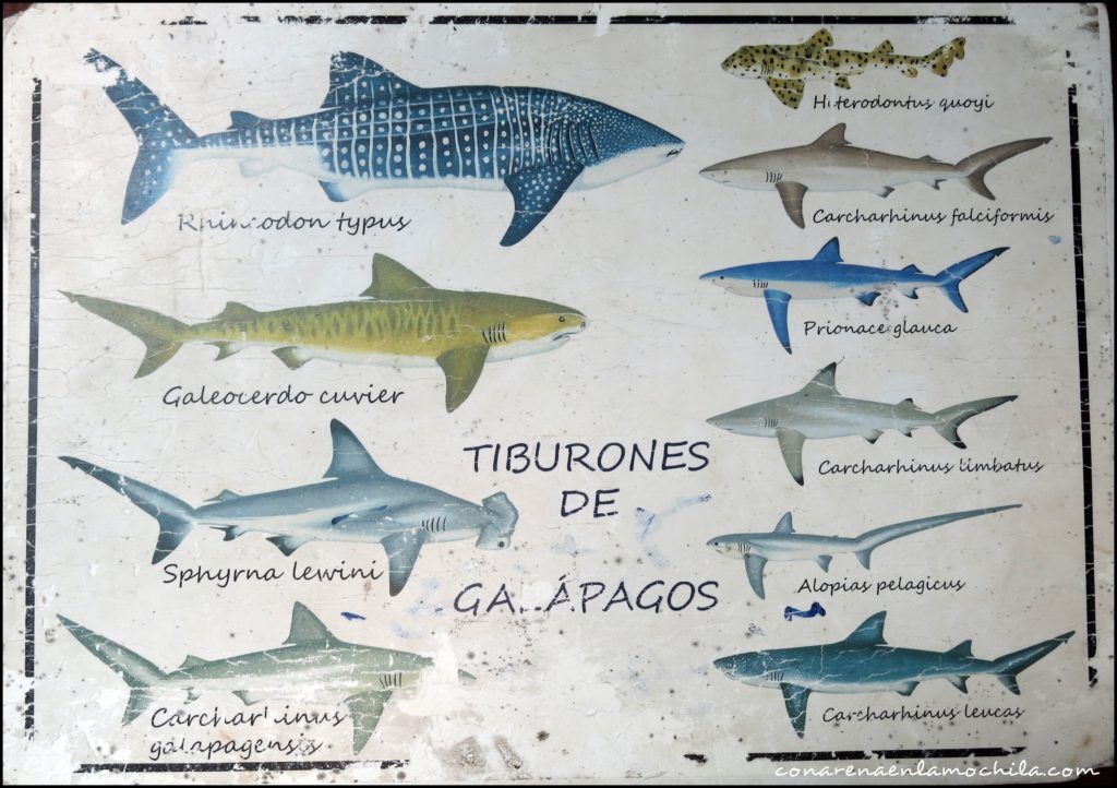 Buceo Galápagos Ecuador