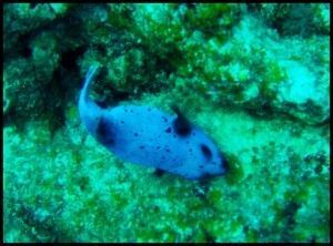 Mnemba Atoll Zanzíbar