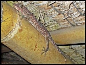 Gecko Gili Trawangan Lombok Indonesia
