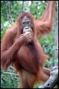 Orangután Tanjung Harapan
