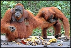 Orangutanes Pondok Tanggui