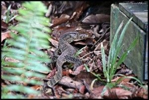 Lagarto Tanjung Puting