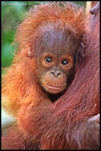 Orangután cría Camp Leakey