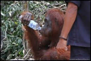 Orangután Camp Leakey
