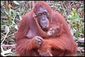 Orangután y cría Camp Leakey