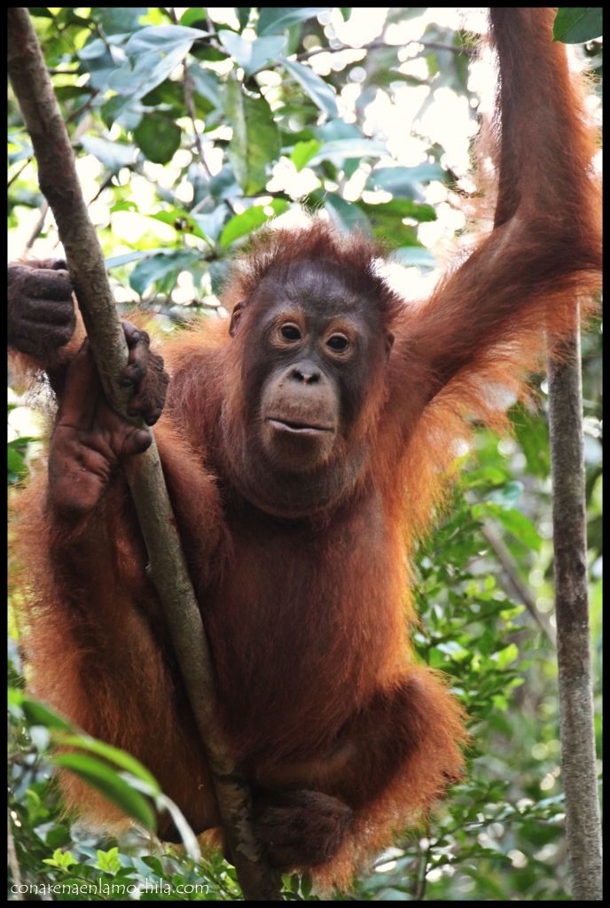 Orangután Camp Leakey