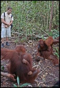 Orangutanes Camp Leakey
