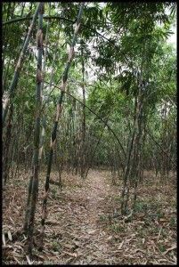 Bamboo forest Bali