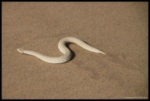 Serpiente Swakopmund