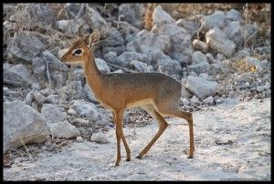 Dik dik