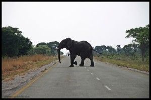 Elefante Caprivi