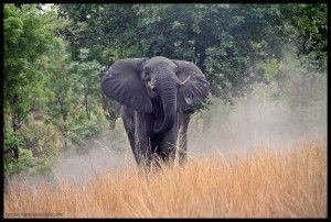 Elefante Caprivi Namibia