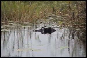 Hipopótamo Caprivi