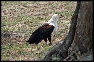 Águila pescadora Chobe