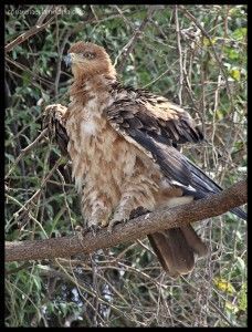 Águila Chobe