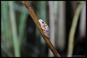 Rana Delta Okavango