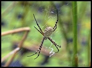 Araña Delta Okavango