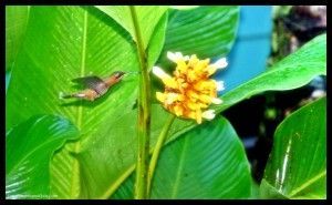 Colibrí Sirena Corcovado Costa Rica