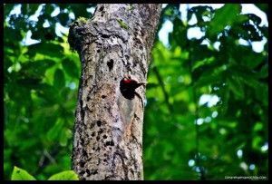 Pájaro carpintero Corcovado Costa Rica