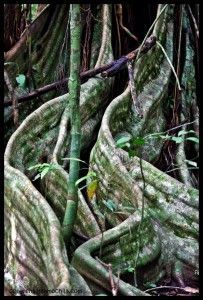 Corcovado Costa Rica