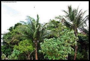 Corcovado Costa Rica