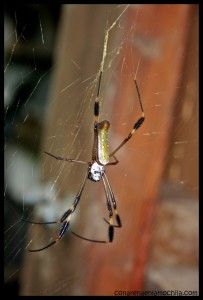 Araña Corcovado Costa Rica