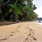 Parque Nacional de Corcovado: Un tesoro escondido en Costa Rica