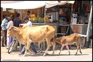 Jaisalmer India