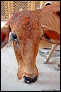 Jaisalmer India