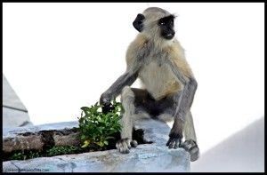 Langur Pushkar India