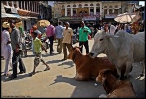 Pushkar India