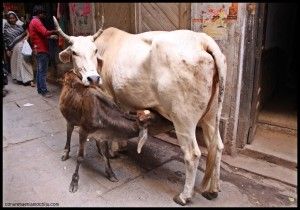 Varanasi India 