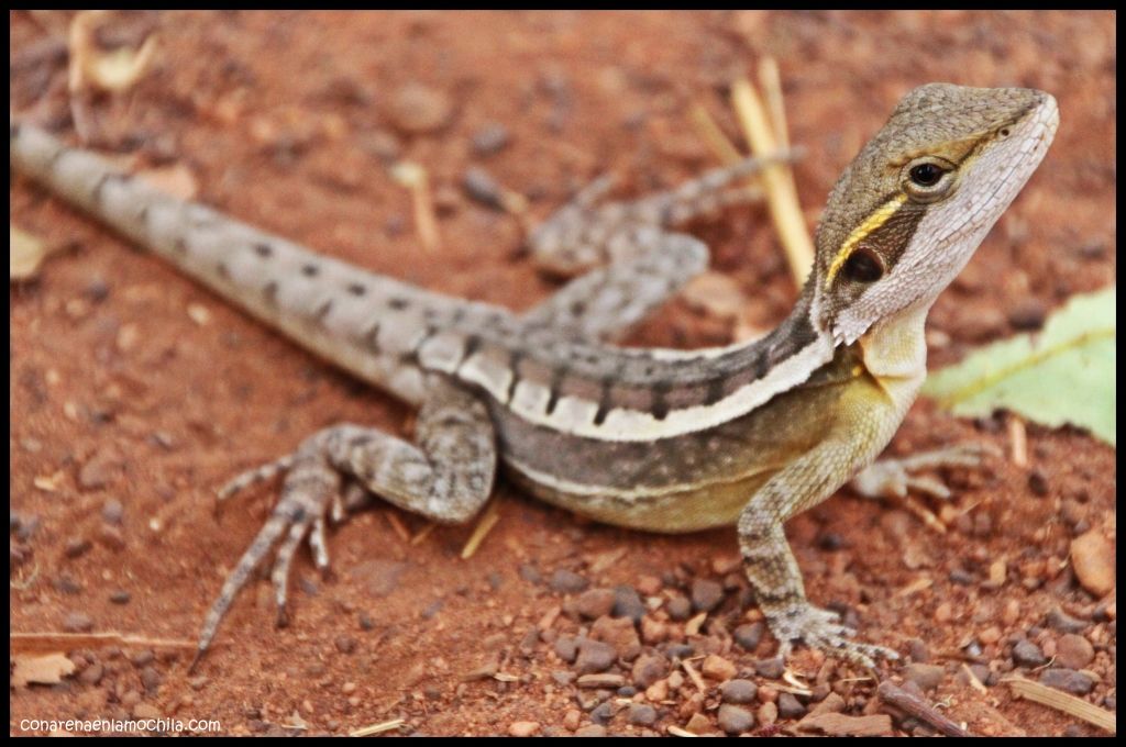 Ubirr Kakadu - Australia