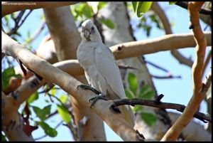 Angbangbang Kakadu - Australia