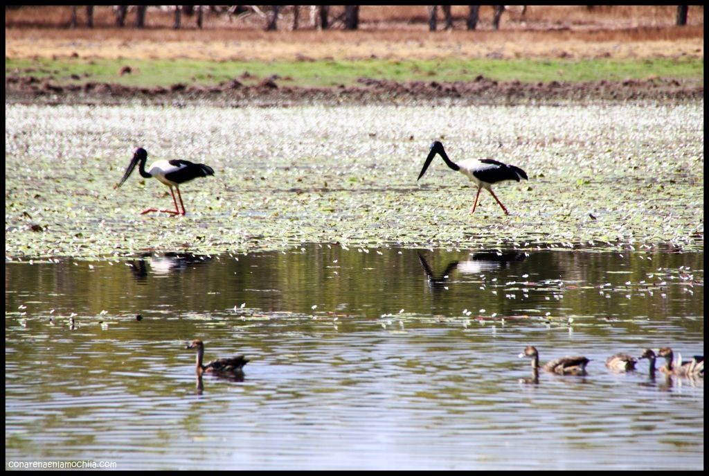 Angbangbang Kakadu - Australia