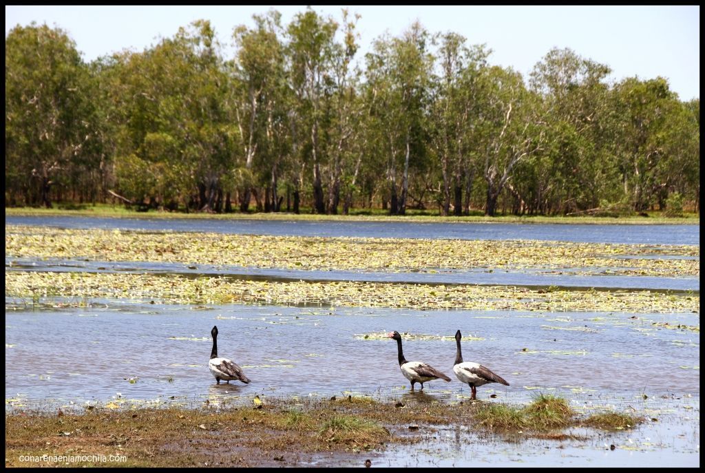 Sandy Billabong Kakadu - Australia