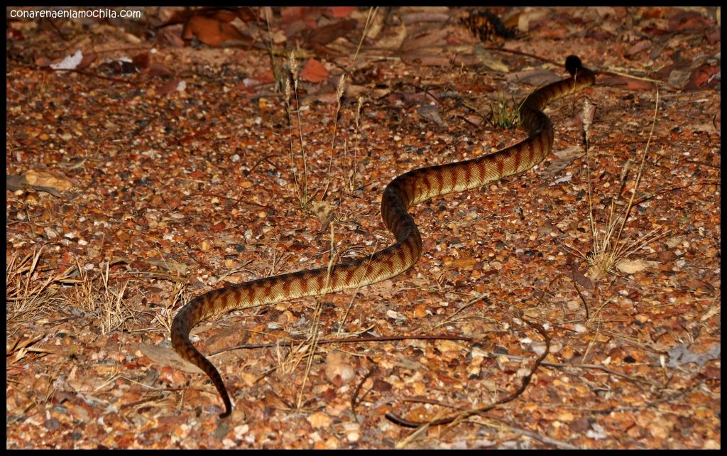 Kakadu - Australia