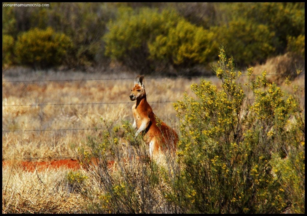 Canguro Red Centre - Australia