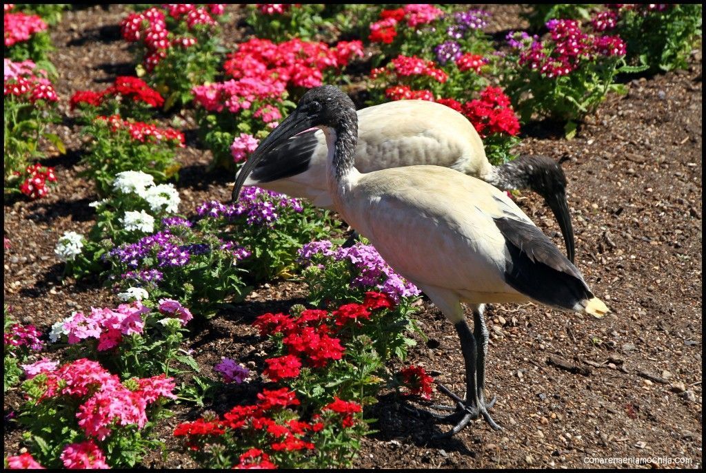 Royal Botanic Gardens Sidney Australia