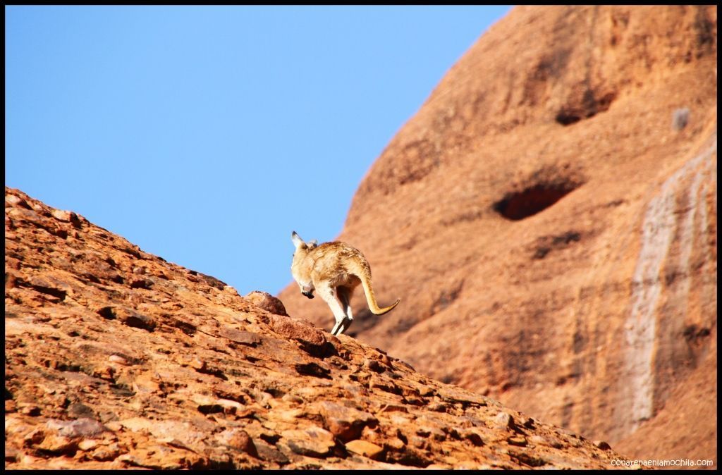 Olgas Kata Tjuta - Australia