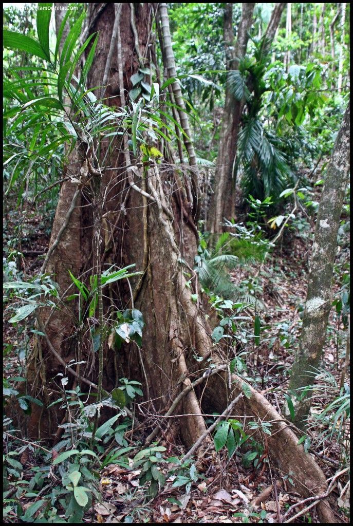 Daintree National Park Australia